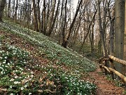 06 Distese di Anemoni dei boschi (Anemonoides nemorosa) sulla Via delle Castagne
